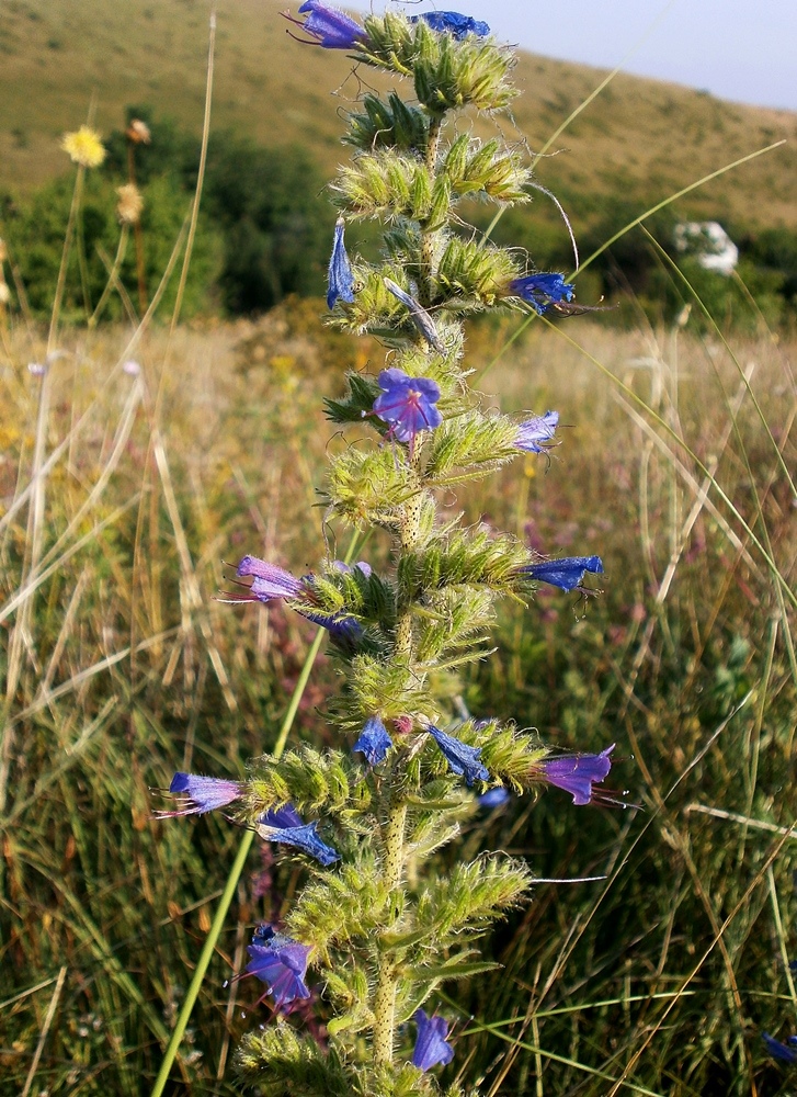 Изображение особи Echium vulgare.