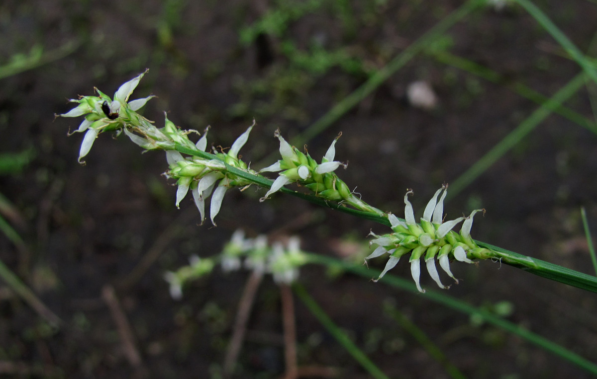 Изображение особи Carex canescens.