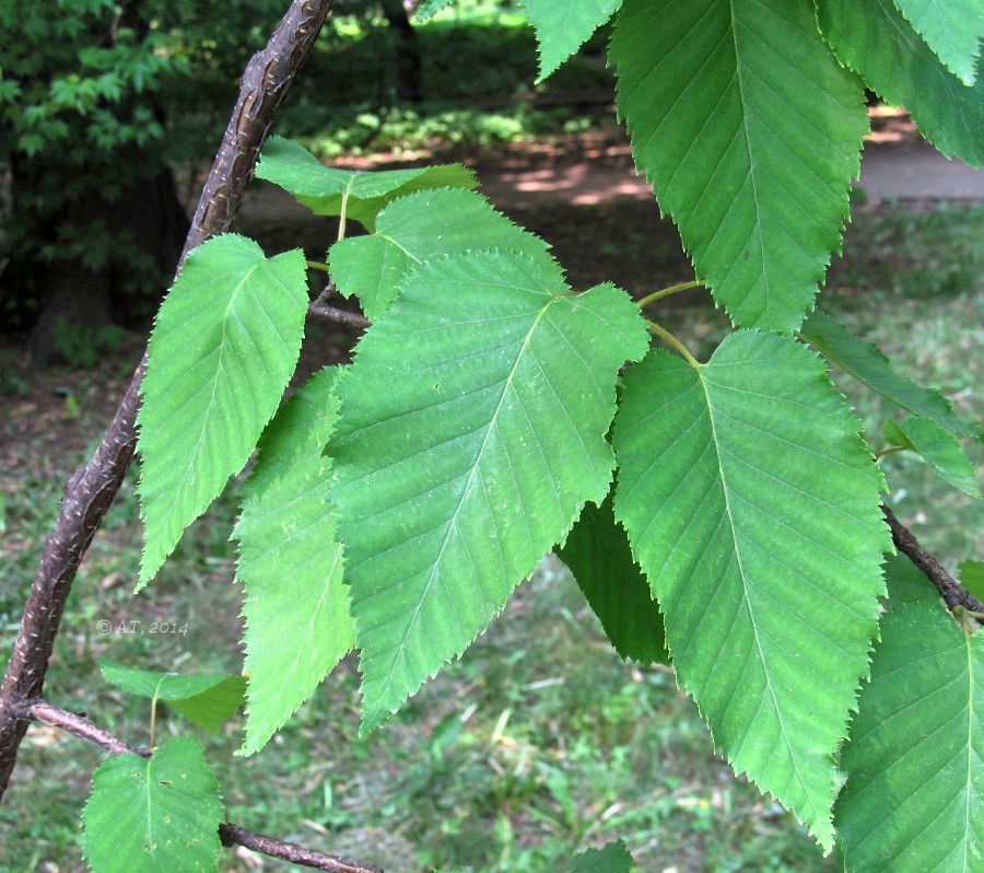 Изображение особи Betula alleghaniensis.