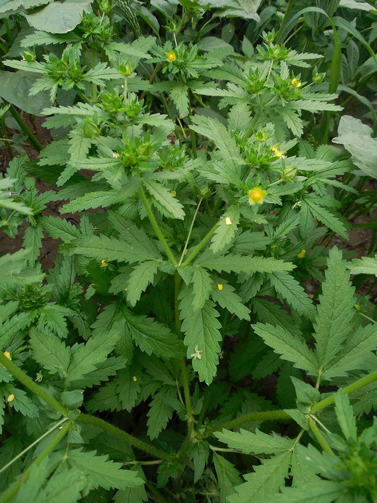 Изображение особи Potentilla norvegica.