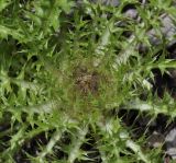 Carlina acaulis ssp. caulescens