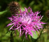 Centaurea phrygia