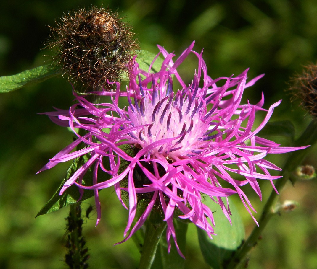 Image of Centaurea phrygia specimen.