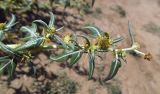 Xanthium spinosum