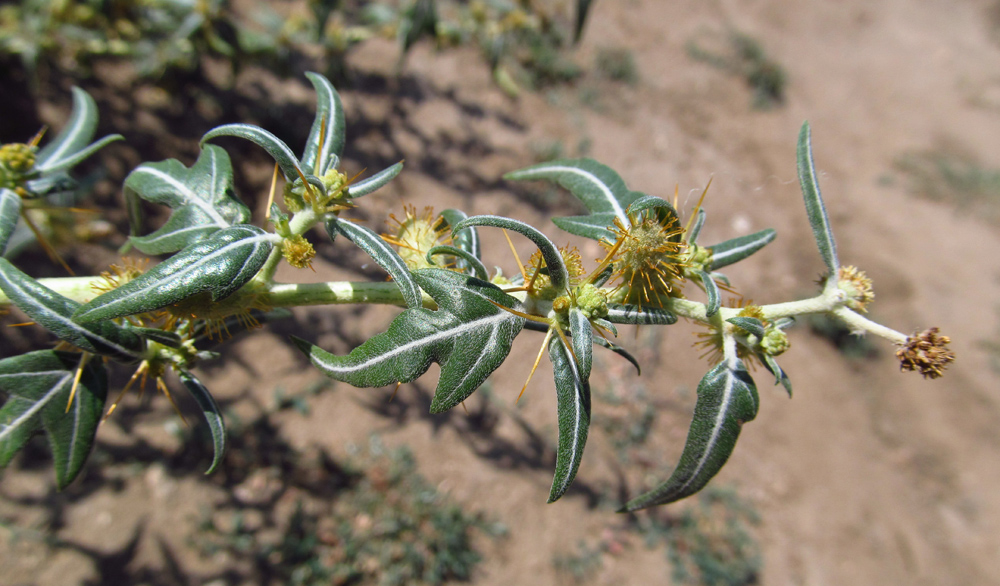 Image of Xanthium spinosum specimen.