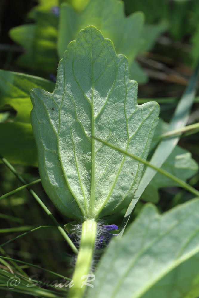 Image of Ajuga genevensis specimen.