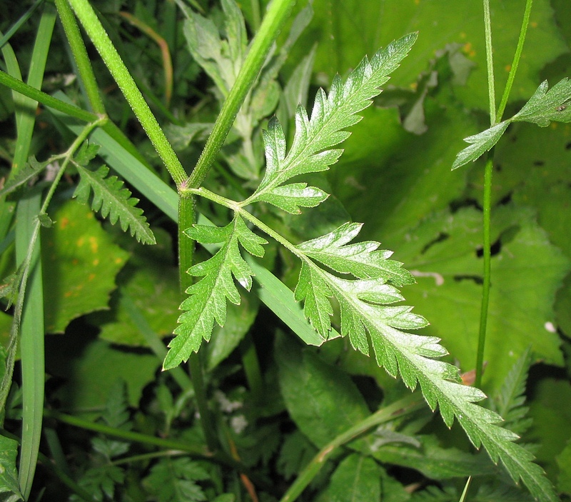 Image of Torilis japonica specimen.