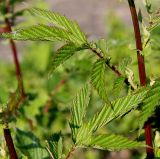 Filipendula подвид denudata