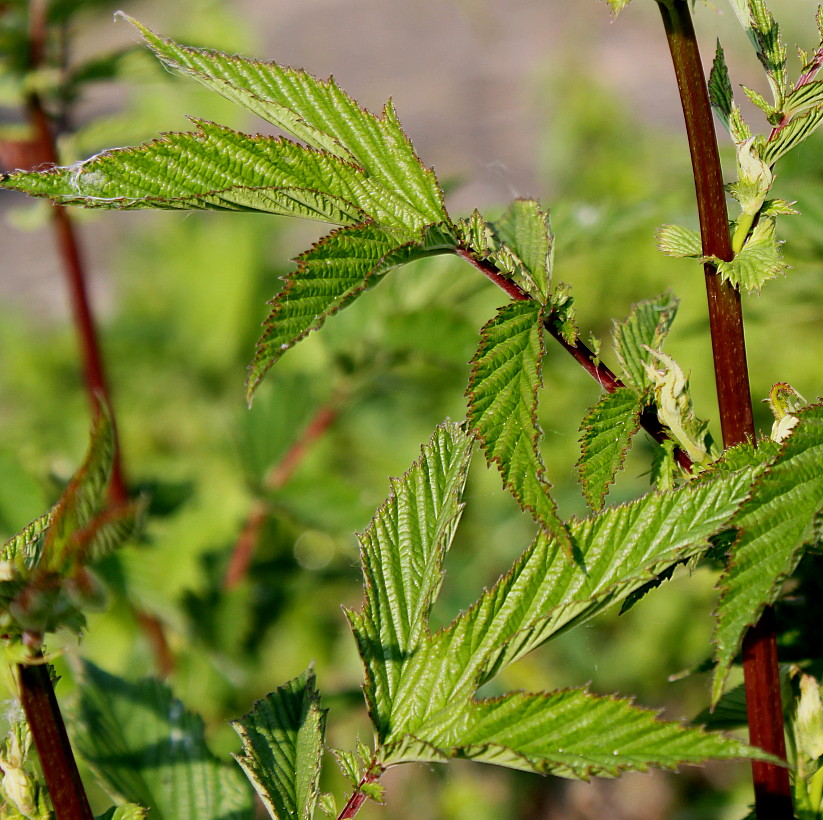 Изображение особи Filipendula ulmaria ssp. denudata.