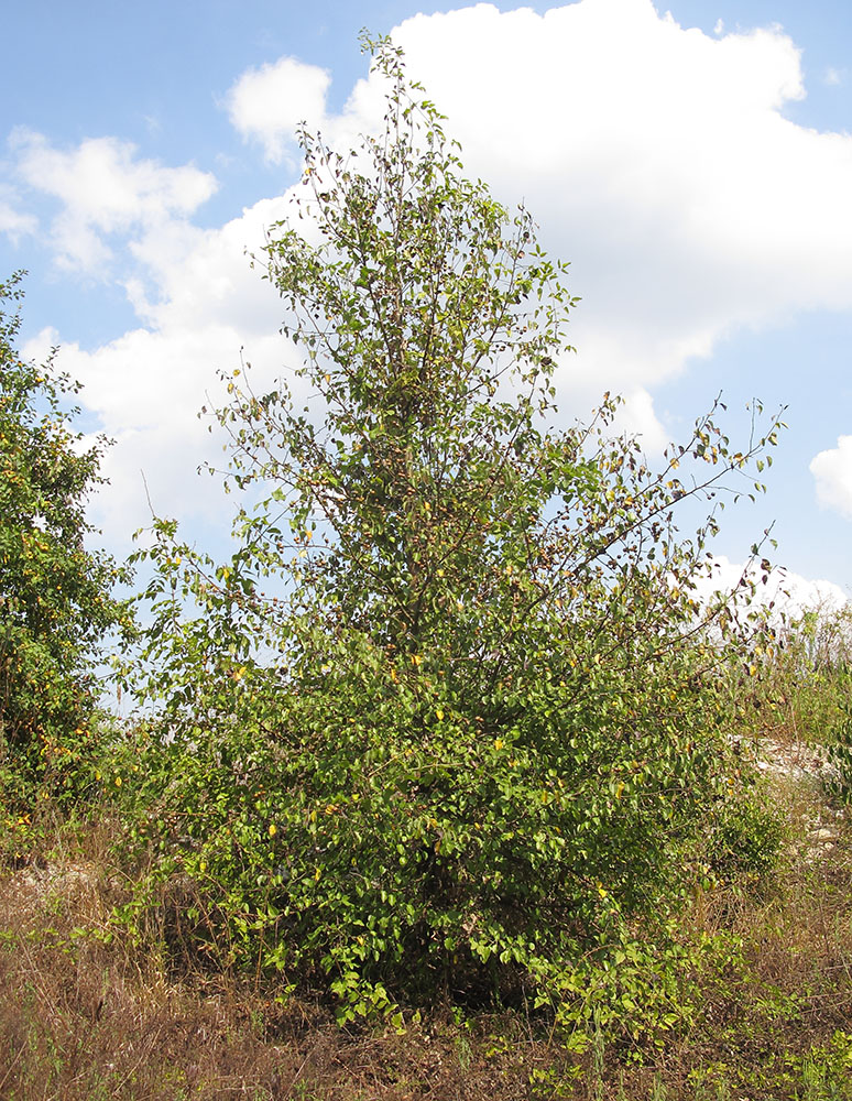 Изображение особи Pyrus caucasica.