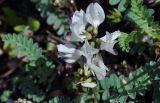 Astragalus alpinus