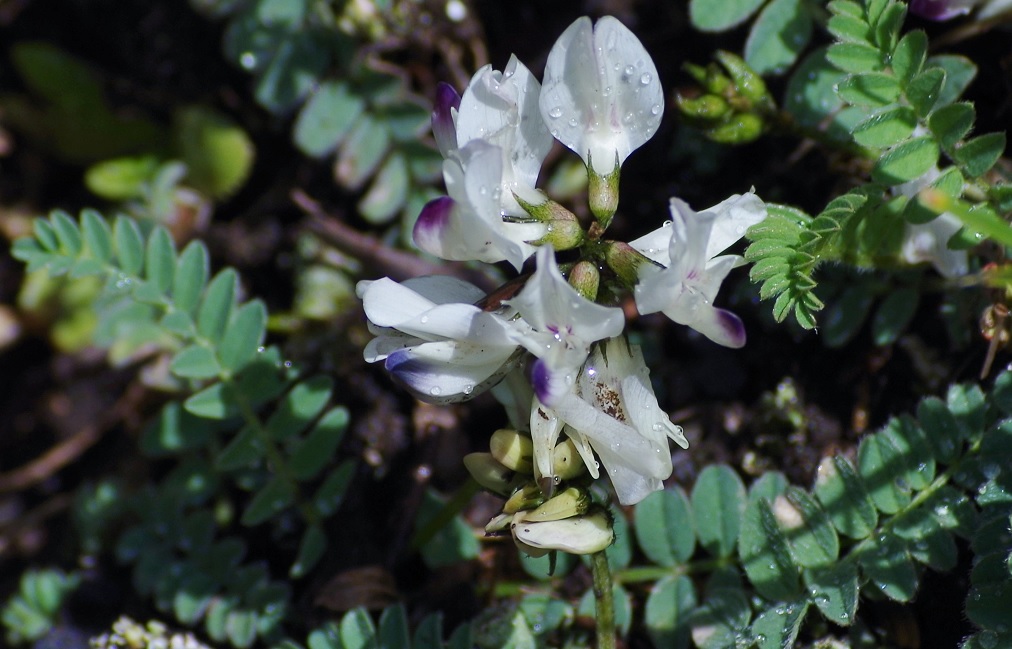 Изображение особи Astragalus alpinus.