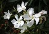 Nerium oleander