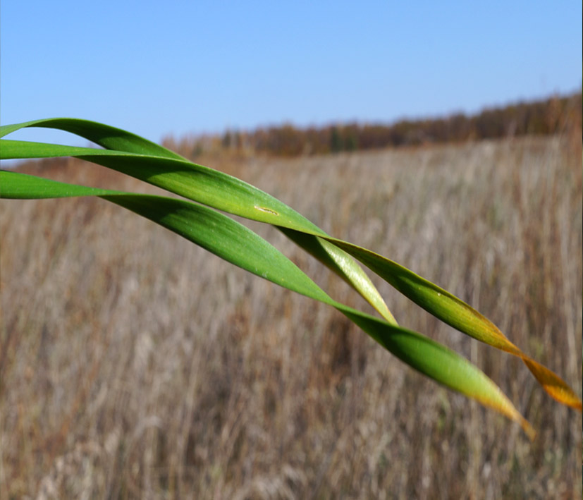Image of Allium senescens specimen.
