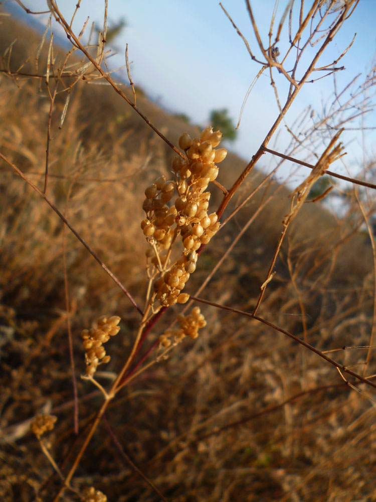 Image of Silene wolgensis specimen.