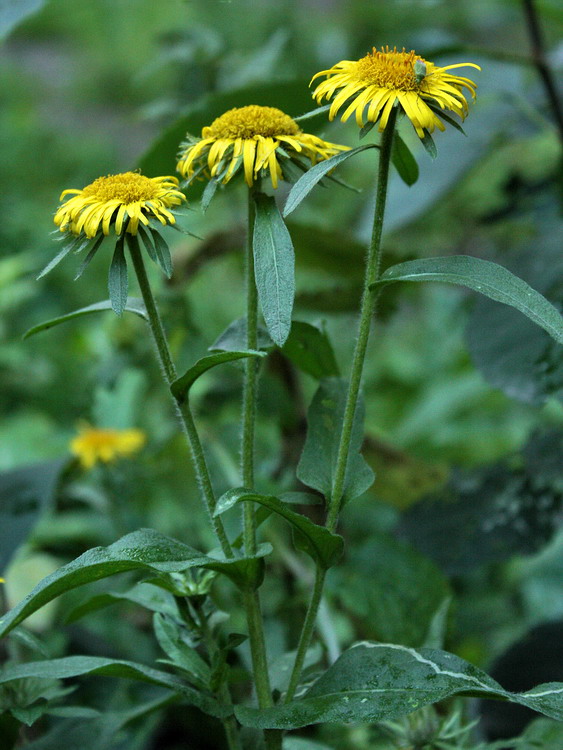 Image of Inula britannica specimen.