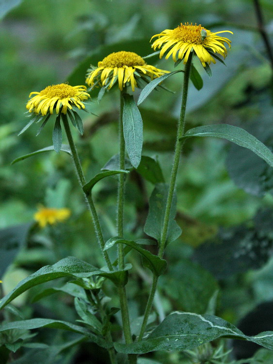 Изображение особи Inula britannica.