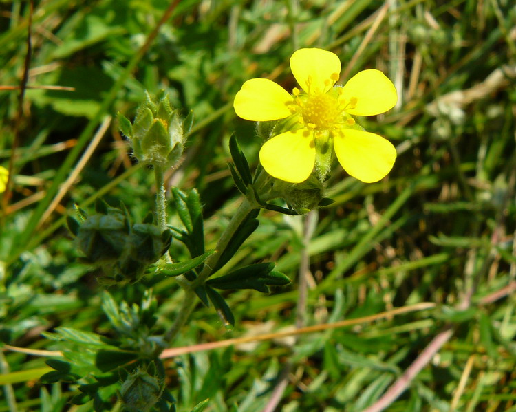 Изображение особи Potentilla argentea.