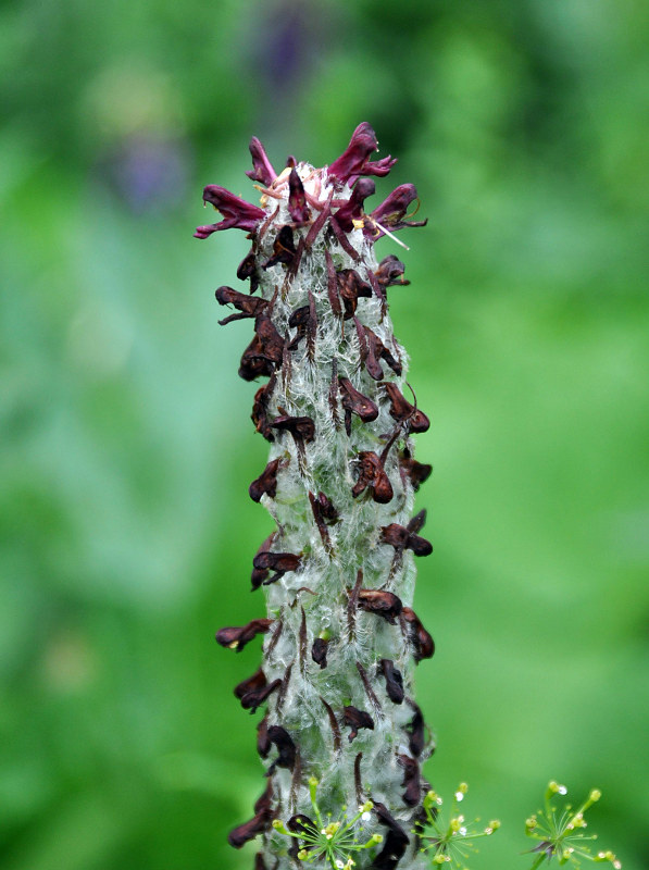 Image of Pedicularis atropurpurea specimen.
