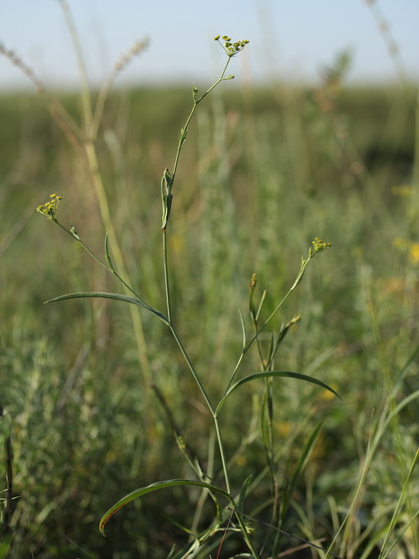 Изображение особи Bupleurum falcatum.