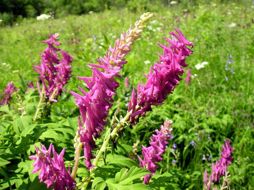 Изображение особи Corydalis macrantha.