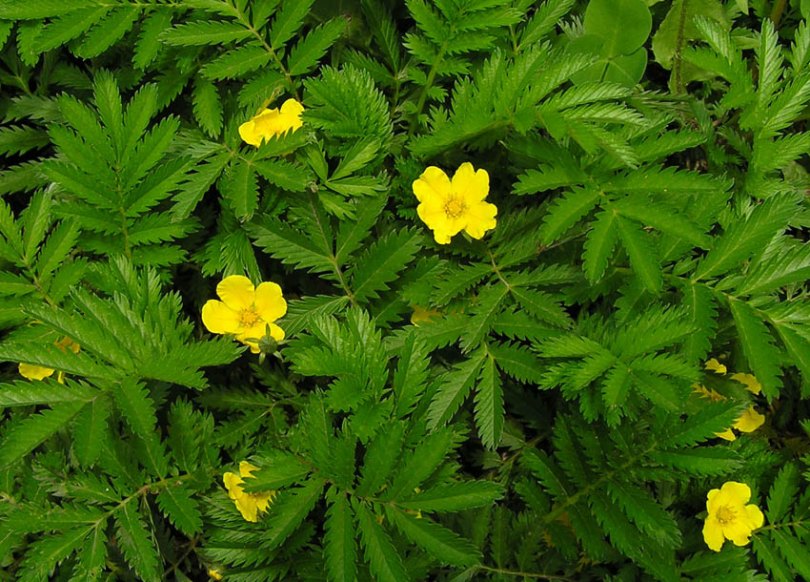 Image of Potentilla anserina specimen.