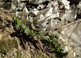 Galanthus woronowii