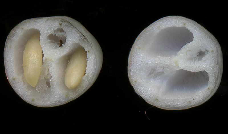 Image of Symphoricarpos albus var. laevigatus specimen.
