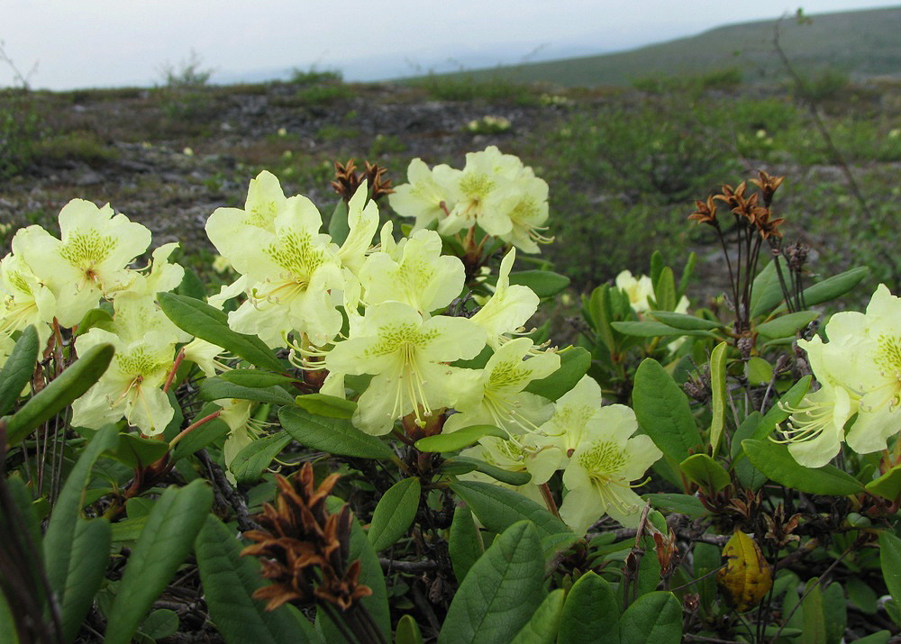 Image of Rhododendron aureum specimen.