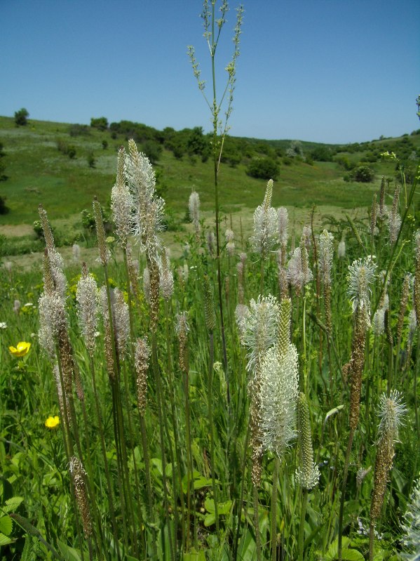 Изображение особи Plantago media.