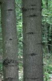 Fraxinus excelsior. Стволы 40-летних деревьев. Белгородская обл., окр. пос. Борисовка, ур. \"Мелкий лес\". 03.07.2009.