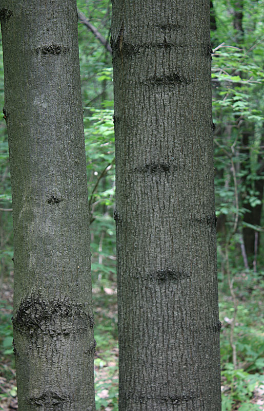 Image of Fraxinus excelsior specimen.