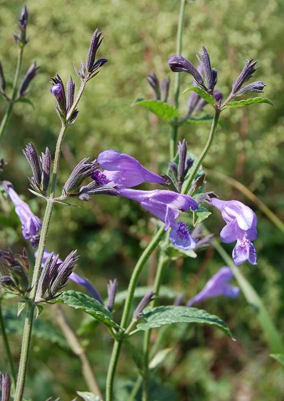 Изображение особи Nepeta sibirica.