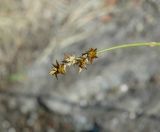 Carex echinata