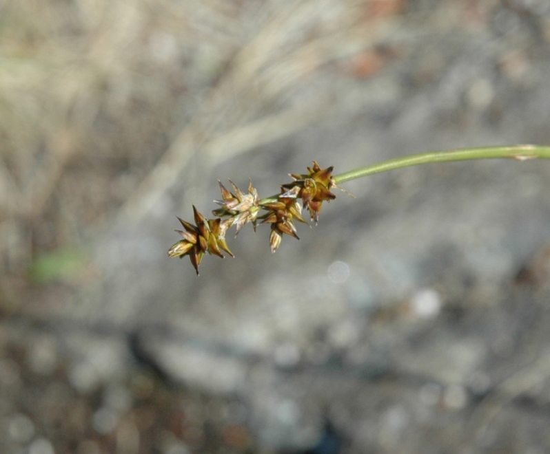 Изображение особи Carex echinata.