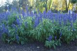 Salvia farinacea