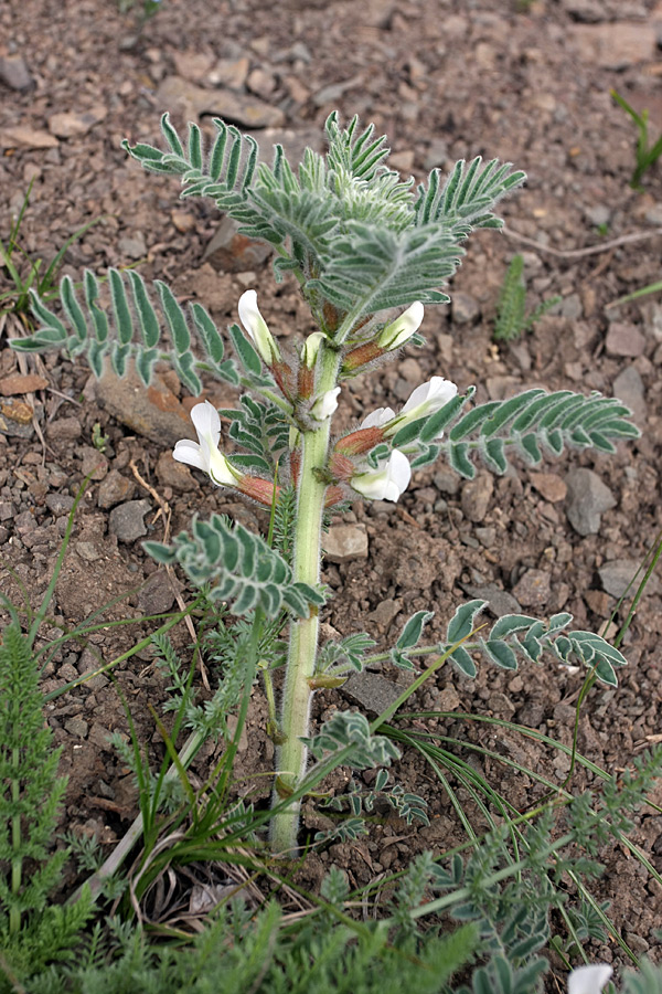 Image of Astragalus nucifer specimen.