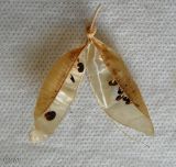 Colutea cilicica