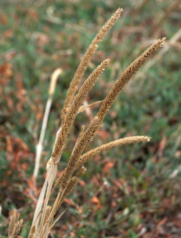 Image of Phleum paniculatum specimen.