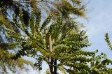 Banksia grandis. Верхушка отцветшего растения. США, Калифорния, Сан-Франциско, ботанический сад. 28.02.2014.