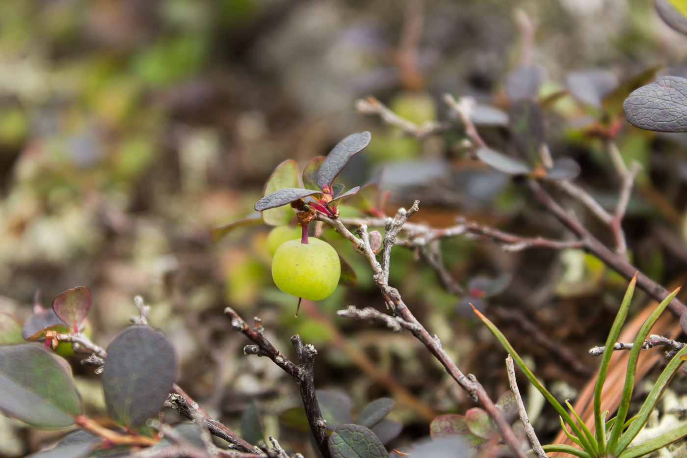 Image of Vaccinium uliginosum specimen.