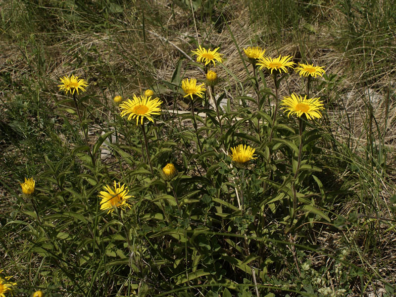 Image of Inula hirta specimen.