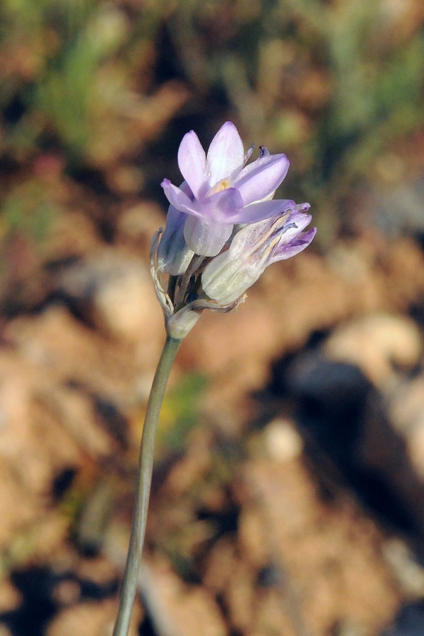 Image of Dichelostemma capitatum specimen.