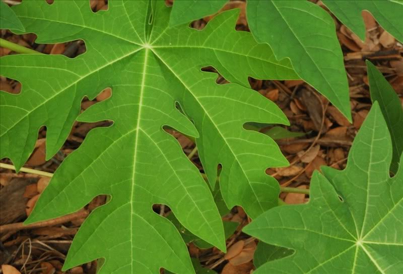 Image of Carica papaya specimen.