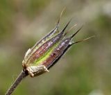 Aquilegia atrovinosa