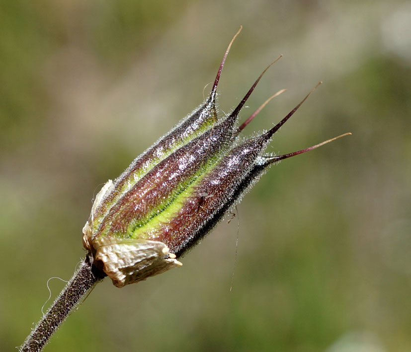 Image of Aquilegia atrovinosa specimen.