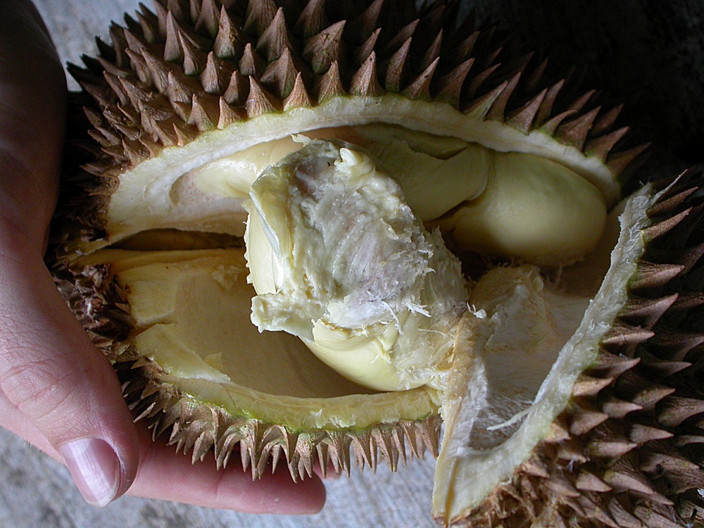Image of Durio zibethinus specimen.