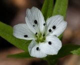 Pseudostellaria rigida