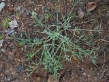 Artemisia campestris. Растение на грунтовой дороге. Калужская обл., ст. Думиничи. 25.08.2009.