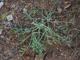 Artemisia campestris